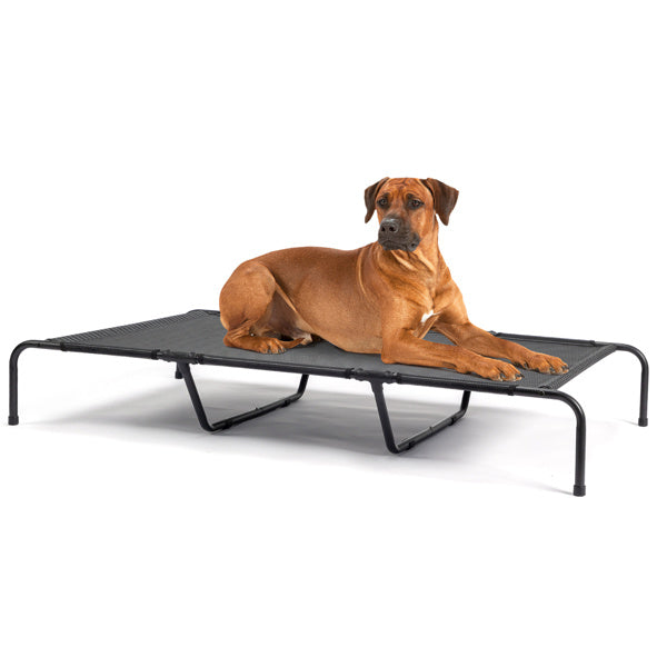 Dog lying on a black elevated pet bed with a white background