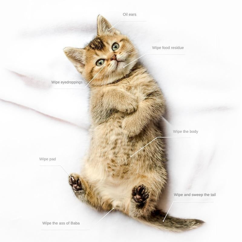 Cute kitten lying down with labeled uses for Coconut Oil Grooming Wipes by Wefulfil