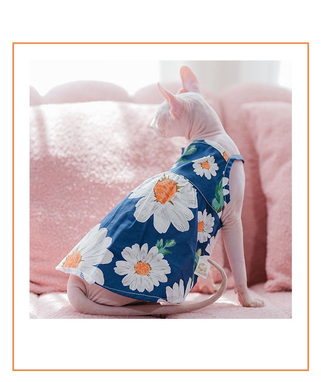 Cat wearing a floral dress on a pink couch
