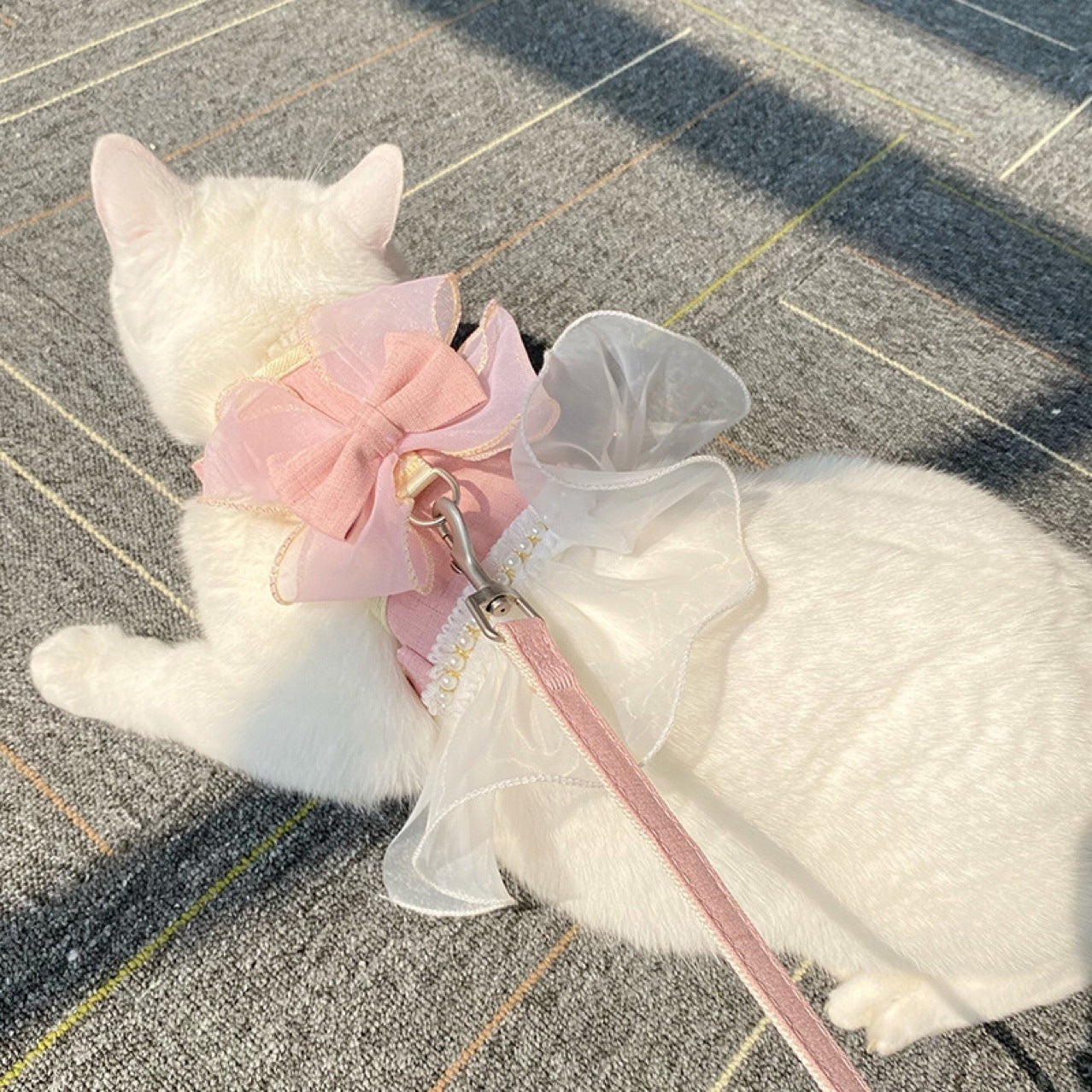 White cat wearing a pink bow and white dress on a pavement