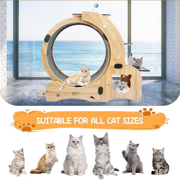 Wooden cat toy with a circular design, suitable for all cat sizes, shown in a room with a large window.