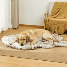 Labrador - attempt 2