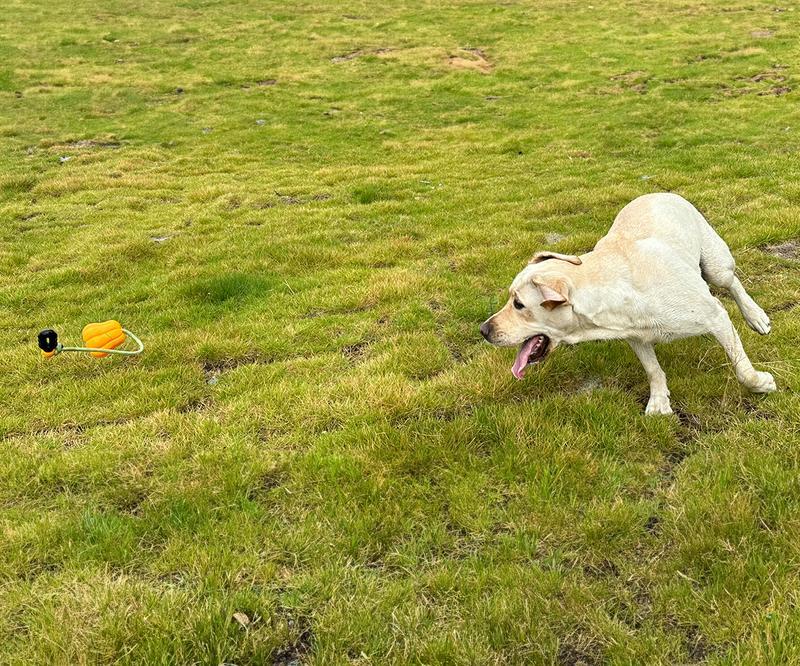 Wefulfil indestructible dog rope toy in orange on grass with yellow Labrador running to fetch