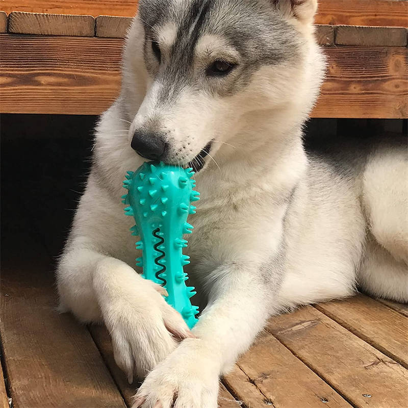 Husky chewing turquoise spiky Wefulfil dog chew toy for aggressive chewers on wooden deck durable rubber