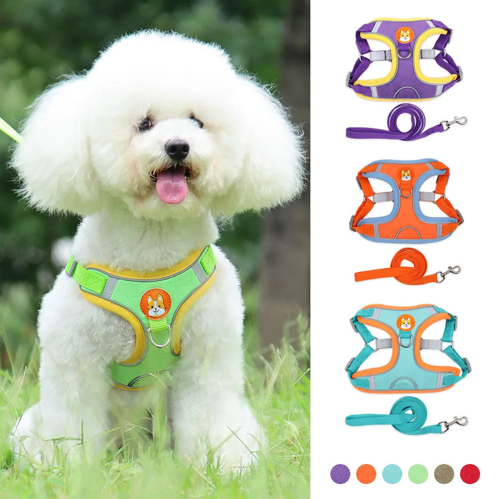 Wefulfil no pull dog harness for small dogs green mesh harness on white fluffy Bichon with extra leashes