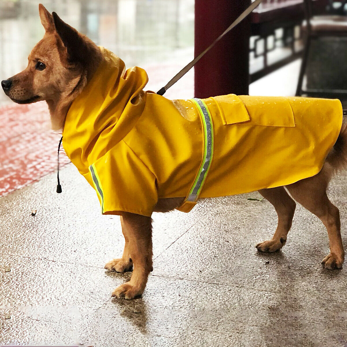 Wefulfil Waterproof Dog Rain Jacket in bright yellow with reflective strip on small dog outdoors