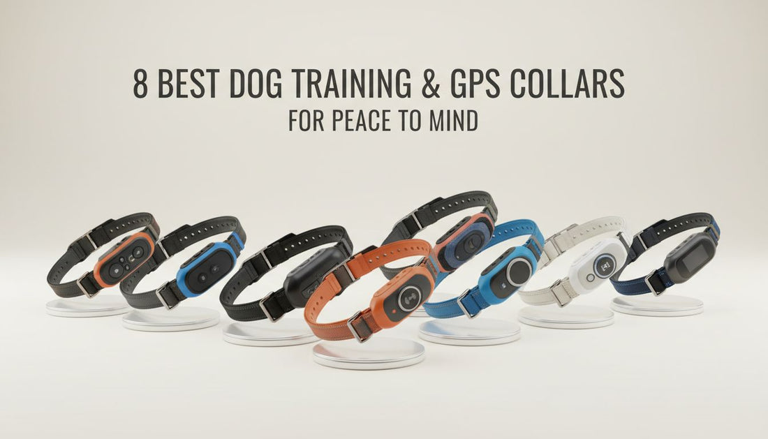 8 Best Dog Training and GPS Collars for Peace of Mind