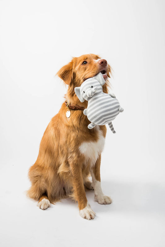 Engaging Interactive Toys for Dogs and Cats