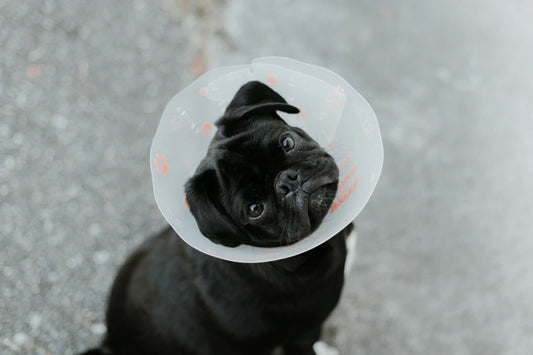 The Amazing Benefits of Pet Insurance for Your Furry Friends