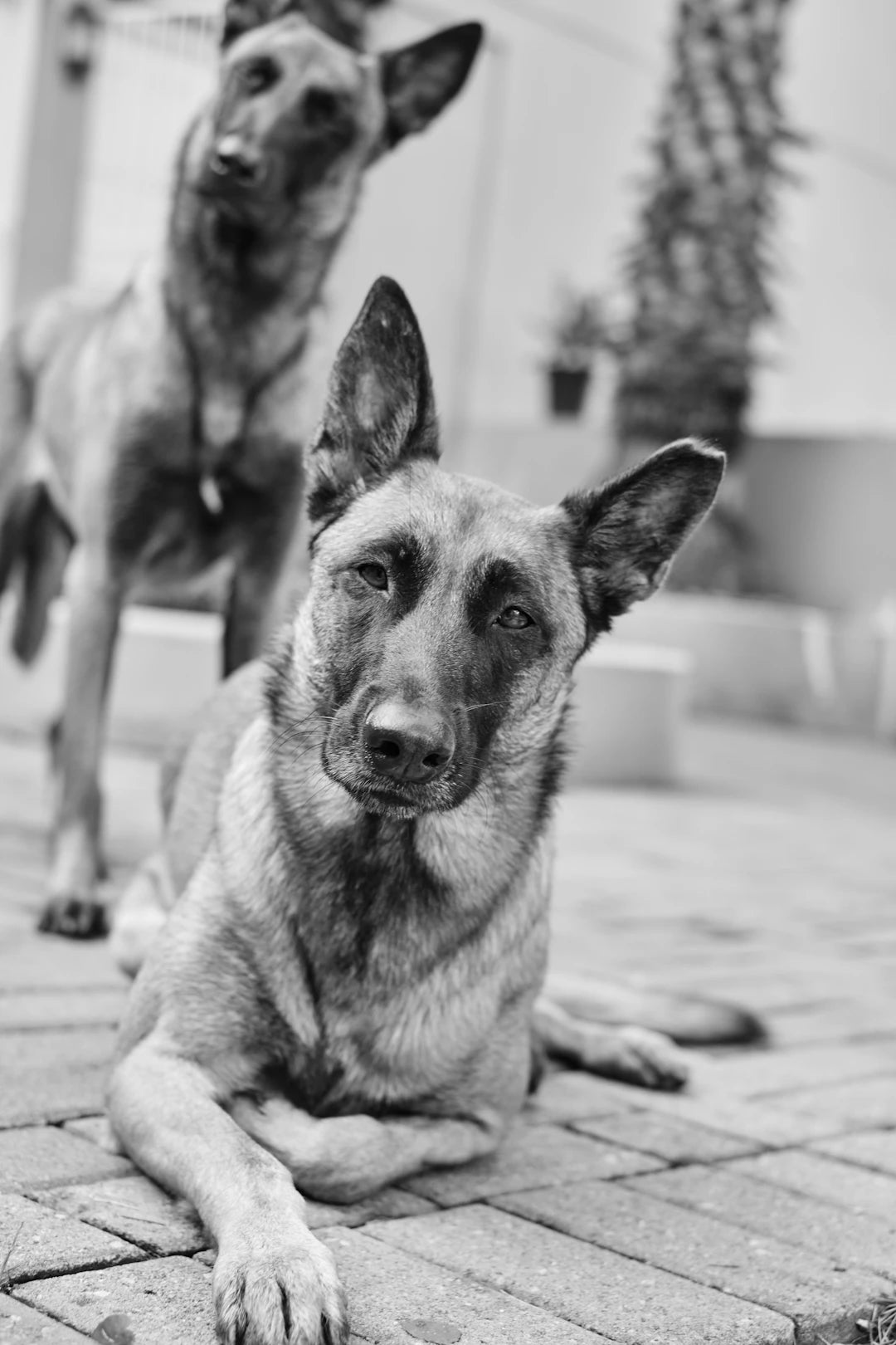 Decoding Your Pet Insights into Behavior  Body Language