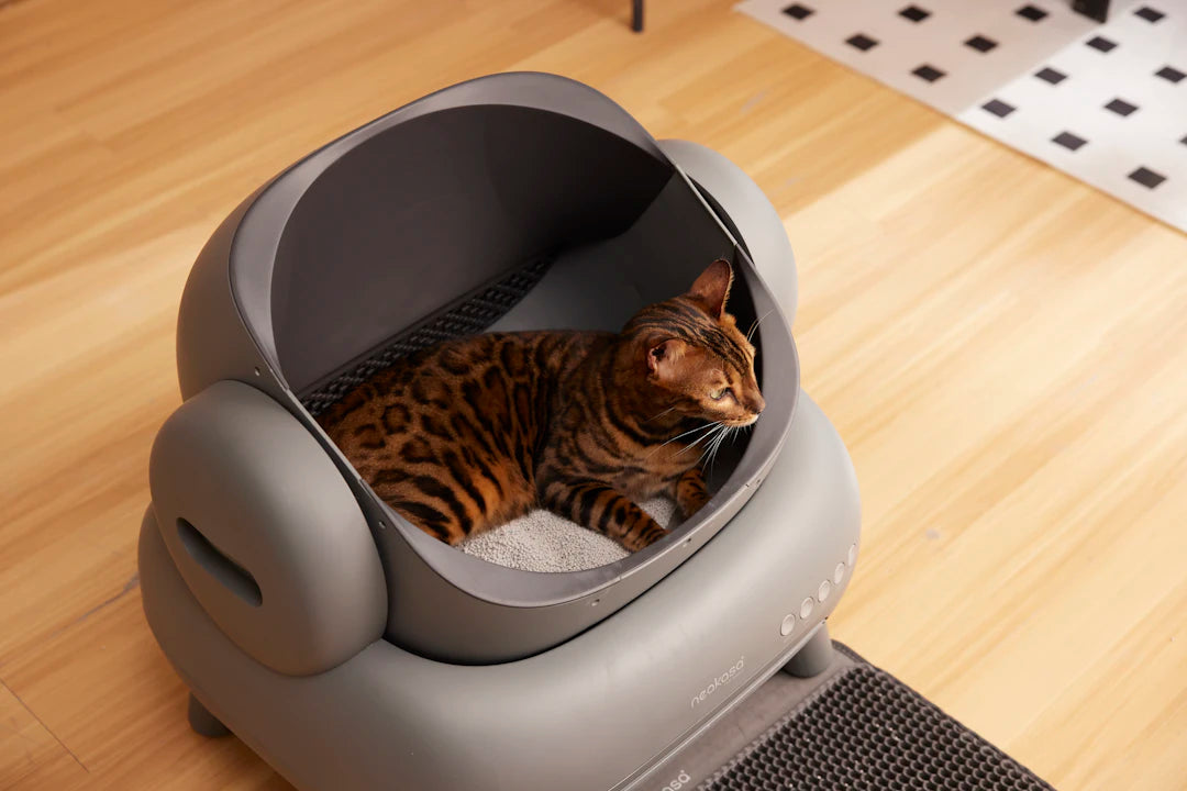 Elegant Cat Litter Box Solutions for Stylish Homes