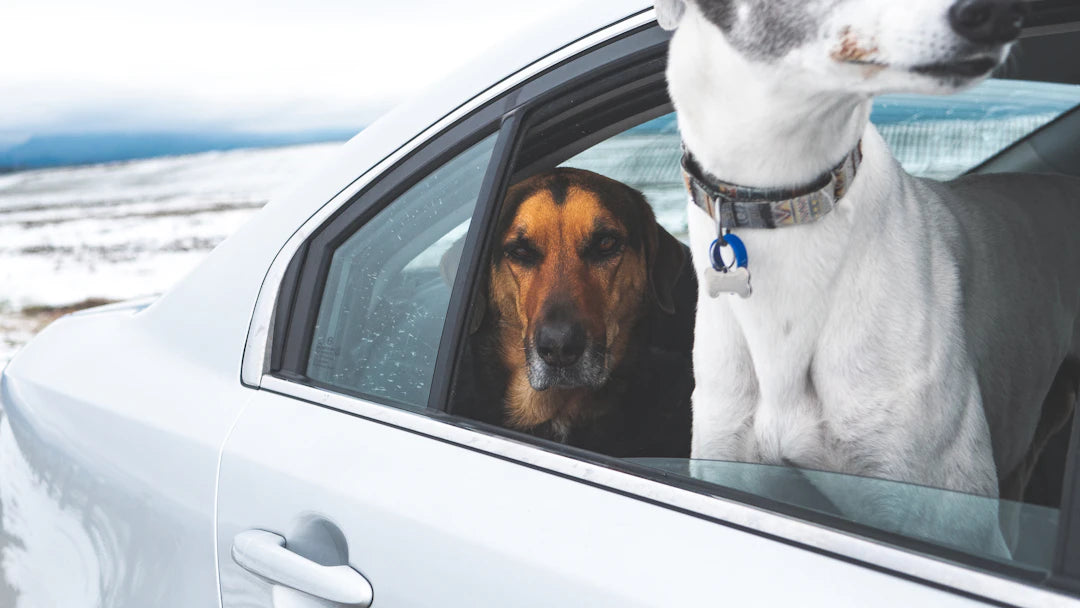 Safe and Comfortable Travel Products for Pets