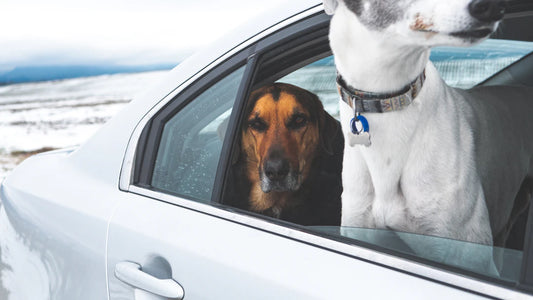Safe and Comfortable Travel Products for Pets