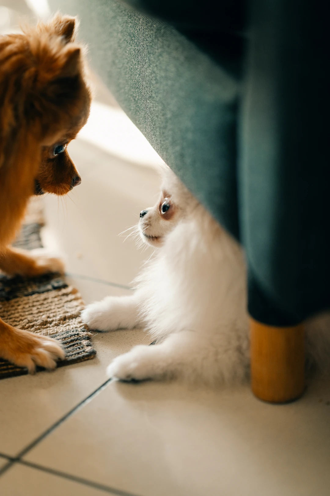 Effective Tips for Socializing Your Pet with Other Animals