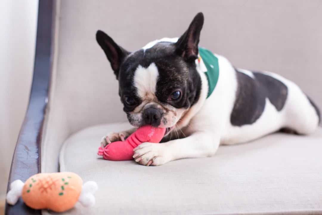 Engaging Pet Chew Toys for Happy and Healthy Playtime