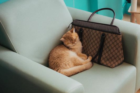 Elegant Multi-Functional Pet Furniture for Stylish Homes