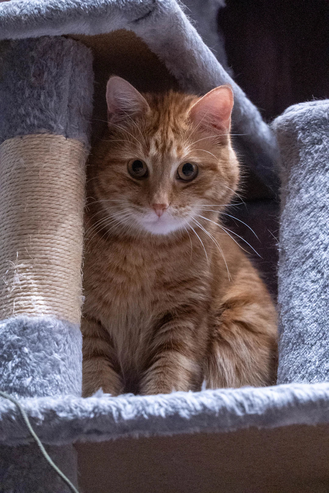 Comfortable Cat Furniture Combining Style and Functionality