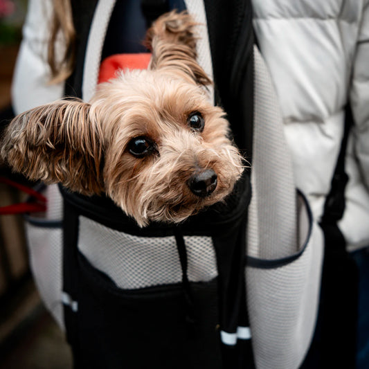 Comfortable Pet Carriers for Easy Travel with Your Furry Friends