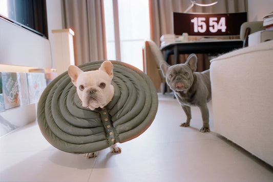 Understanding Common Health Issues in Pets
