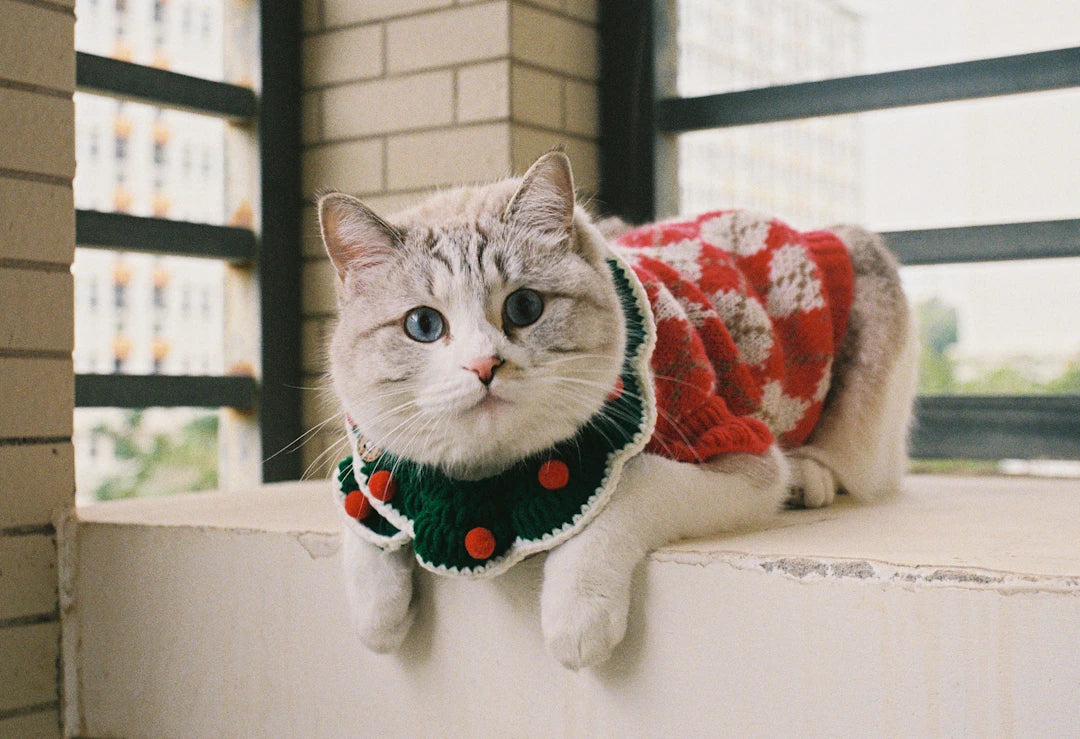 Winter Apparel for Small Pets and Their Humans