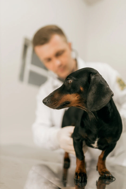 The Importance of Regular Vet Check-Ups for Your Pets