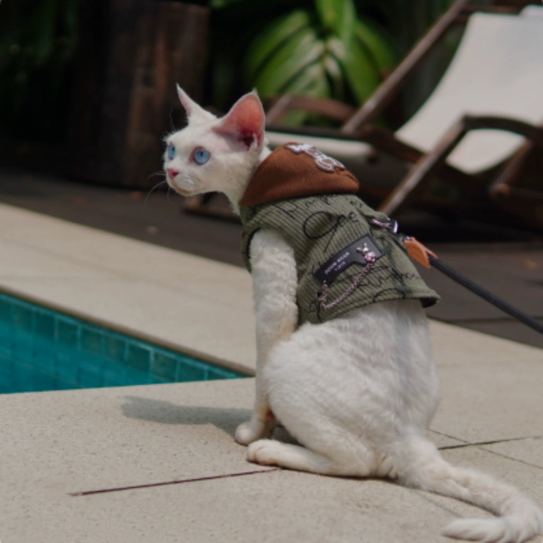 Cat wearing a jacket by a poolside