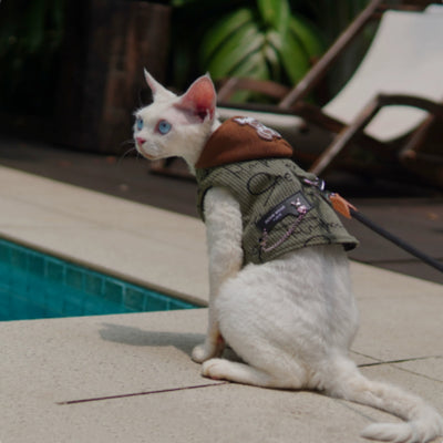 Cat wearing a jacket by a poolside