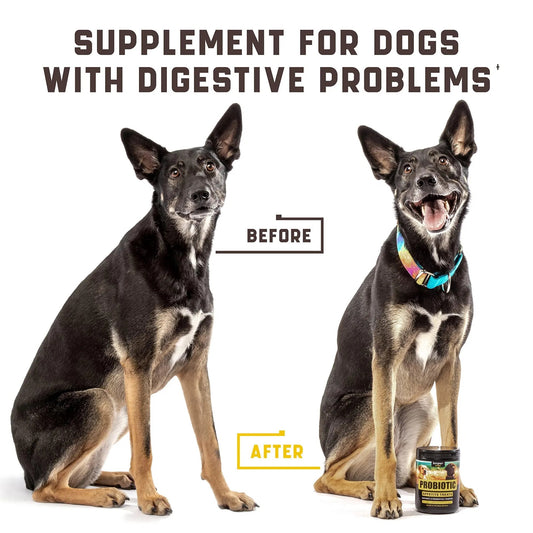 Probiotics For Dogs Support Gut Health Itchy Skin Allergies Yeast Balance Immunity Probiotics And Digestive Enzymes For Small Medium And Large Dogs 180 Probiotic Chews For Dogs Duck Flavor