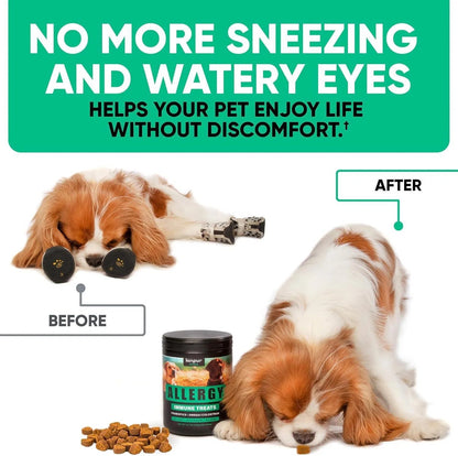Natural Dog Allergy Chews For Dog Itch Tasty Allergy Relief Pet Supplement For Dry Itchy Skin Hot Spots Seasonal Dog Allergies 180 Anti Itch Immune Treats For Dogs Licking Paws Antihistamine