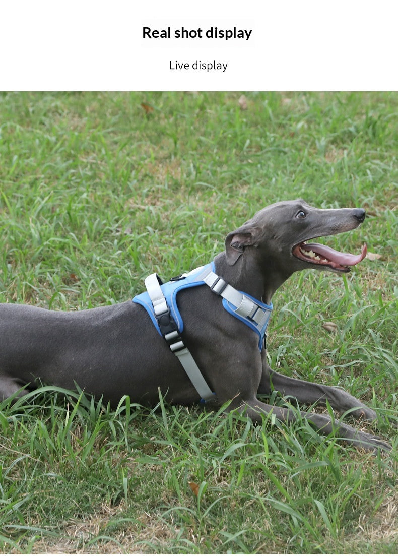 Dog Harness - Large Chest Style with Leash