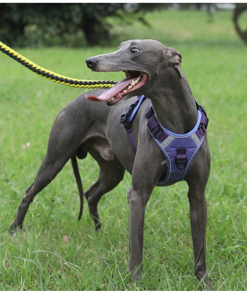 Dog Harness - Large Chest Style with Leash