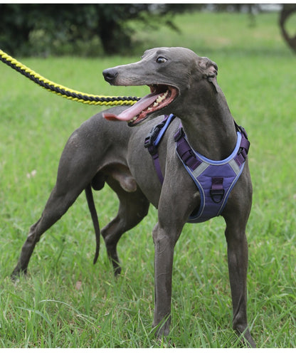 Dog Harness - Large Chest Style with Leash
