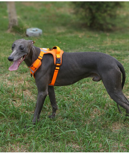 Dog Harness - Large Chest Style with Leash