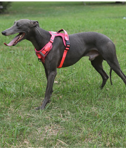 Dog Harness - Large Chest Style with Leash