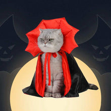 Adorable cat in a Cat Vampire Costume with a red and black cape for Halloween fun