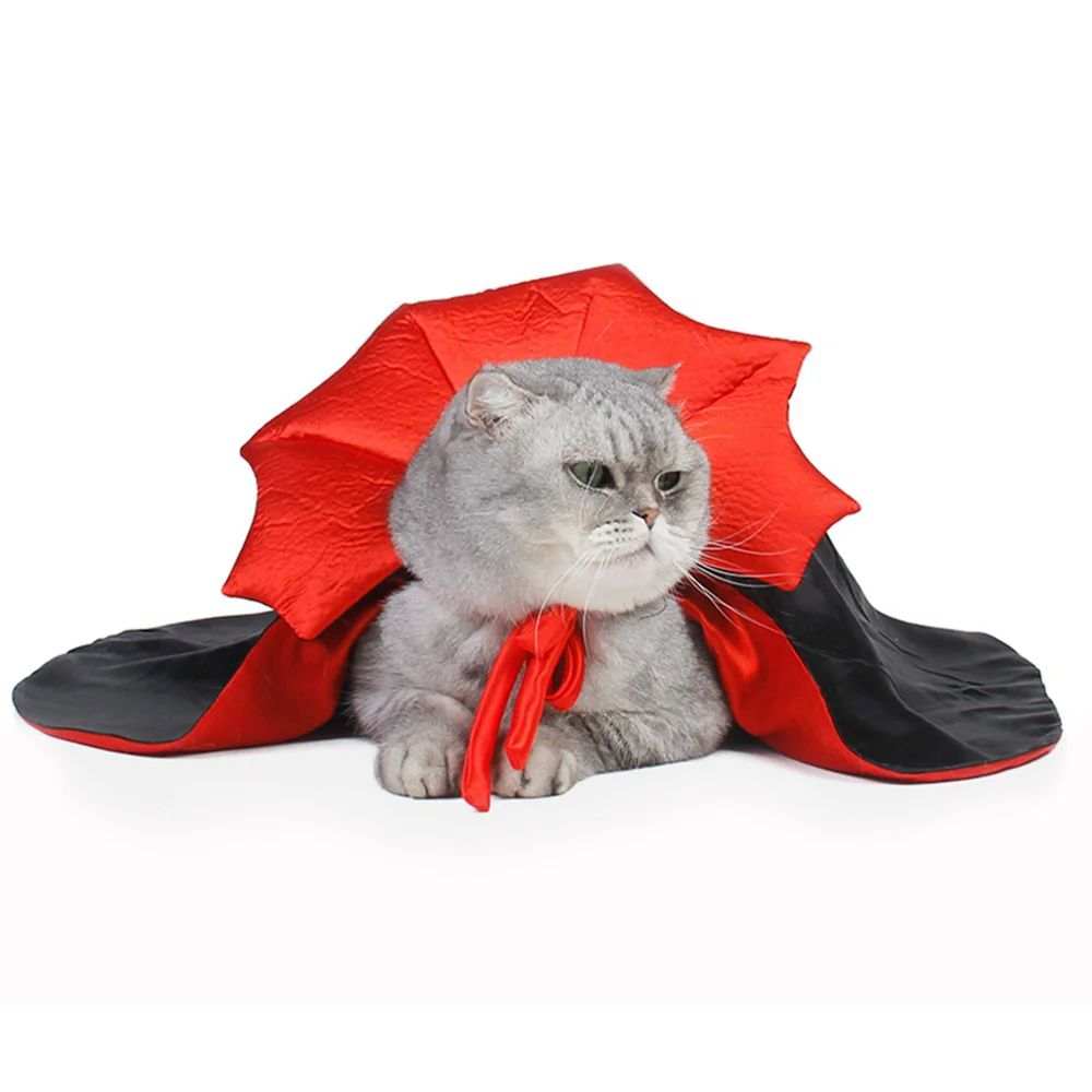 Adorable cat in a Cat Vampire Costume with red and black cape for Halloween fun
