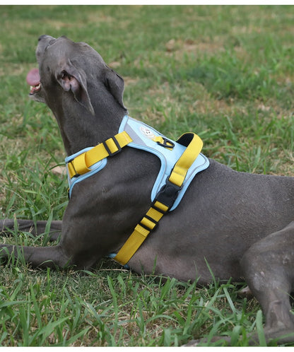 Dog Harness - Large Chest Style with Leash