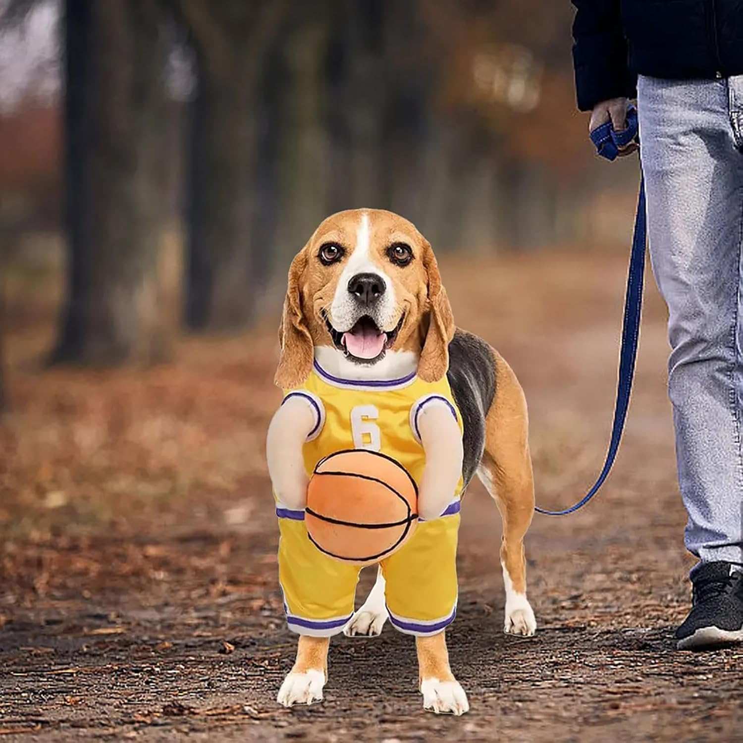 Beagle in a Dog Halloween Costume as a basketball player, featuring a jersey and ball on a park path