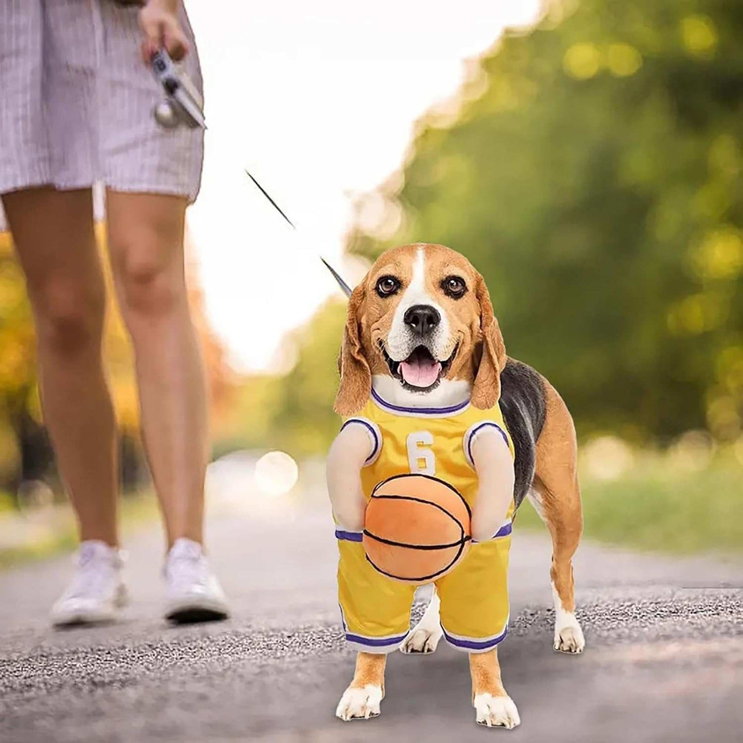 Beagle wearing a basketball jersey and shorts, perfect for a fun Dog Halloween Costume