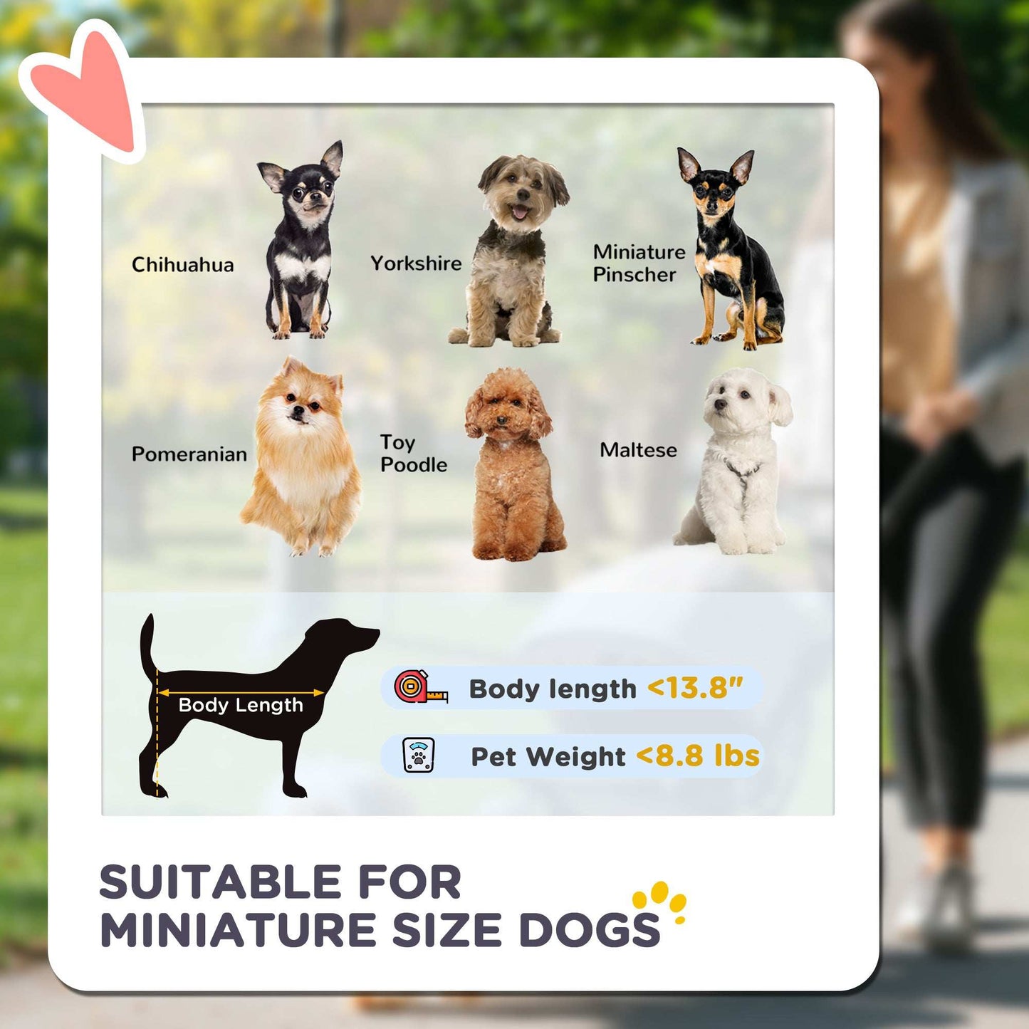 Card with images of small dogs and text about suitable breeds for miniature size dogs, with a blurred background of a person walking a dog.
