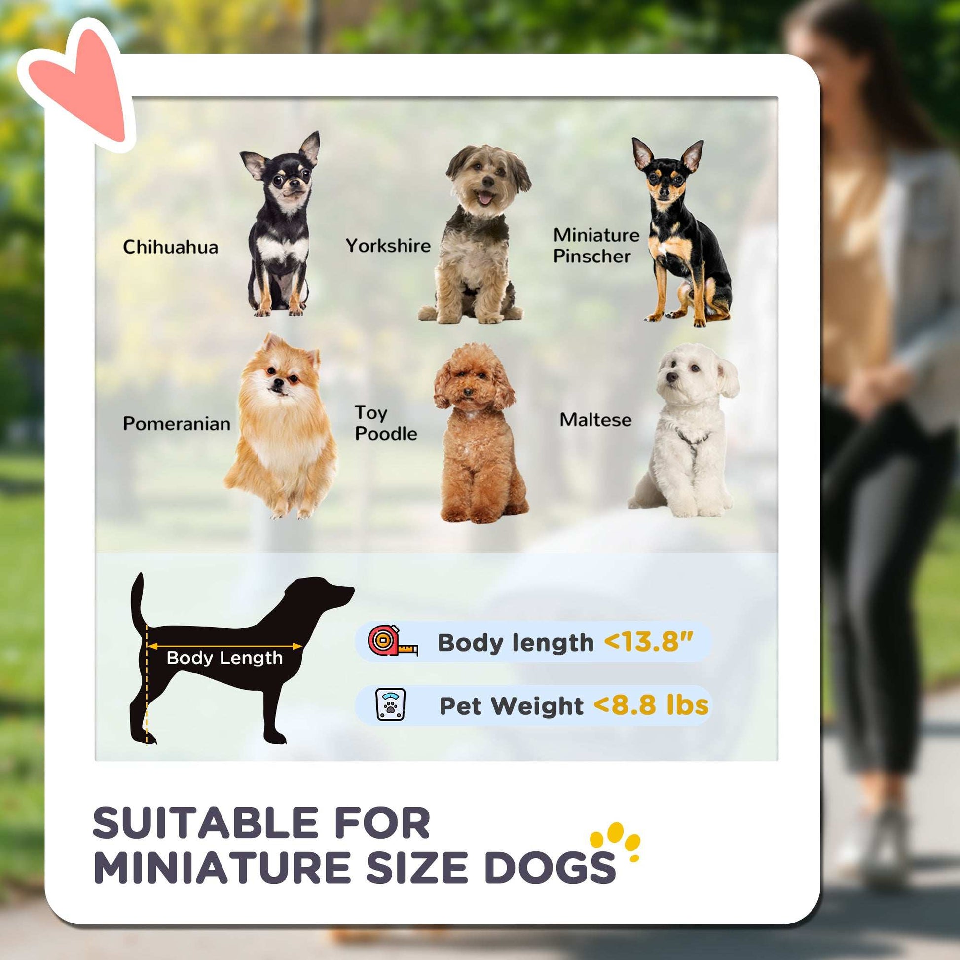 Card with images of small dogs and text about suitable breeds for miniature size dogs, with a blurred background of a person walking a dog.