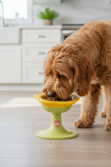 Flower bowl goldendoodle position 1