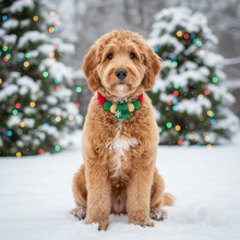 Goldendoodle with Christmas collar