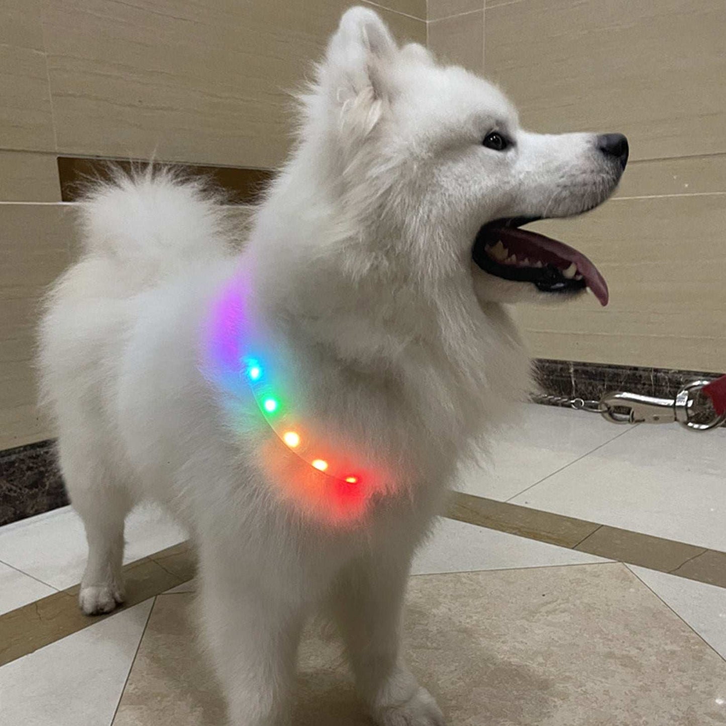 LED Lighted Dog Collar on a fluffy white Samoyed, designed for nighttime visibility and safety
