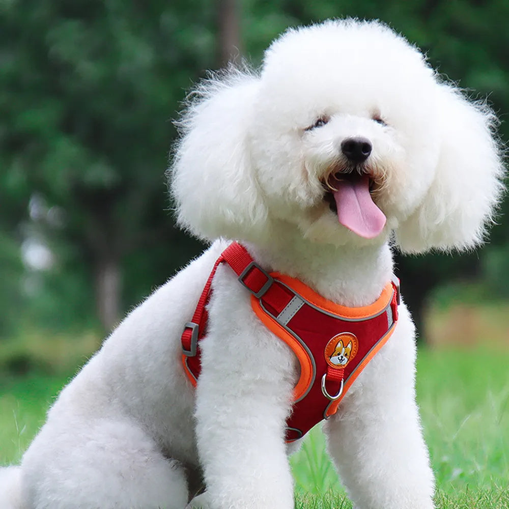 Wefulfil red no pull dog harness for small dogs on white fluffy Bichon sitting on grass with adjustable straps