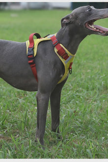 Dog Harness - Large Chest Style with Leash