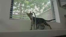 Stainless Steel Pet Water Feeder Cat Dog Automatic Filter Fountain