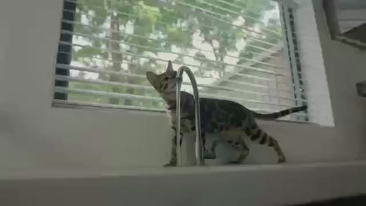 Stainless Steel Pet Water Feeder Cat Dog Automatic Filter Fountain