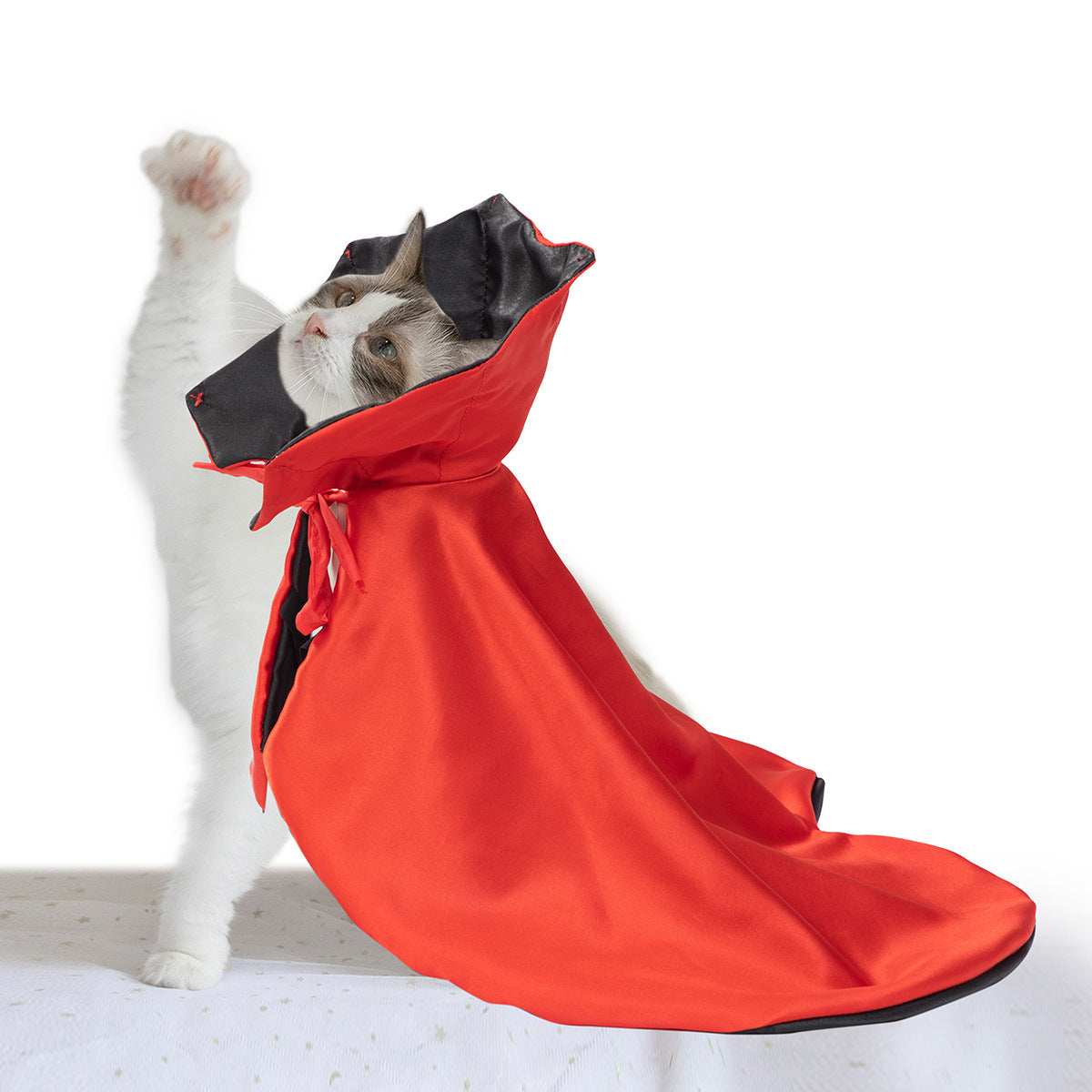 Dropshipman cat wearing a red hooded Spooky Halloween Pet Cloak with black lining tied at neck playful pose