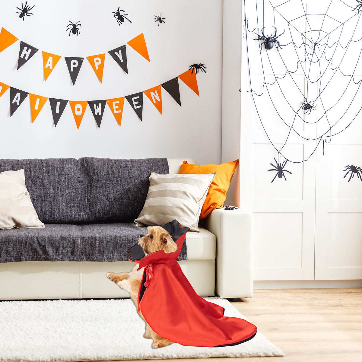 Small dog wearing red hooded Spooky Halloween Pet Cloak on rug in living room with spider web decorations